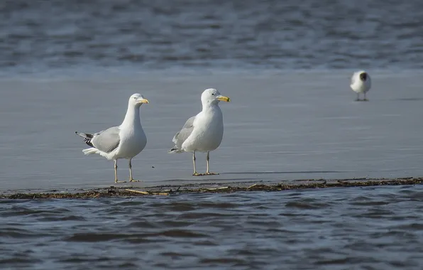 Ice, winter, birds, river, seagulls, photohunt