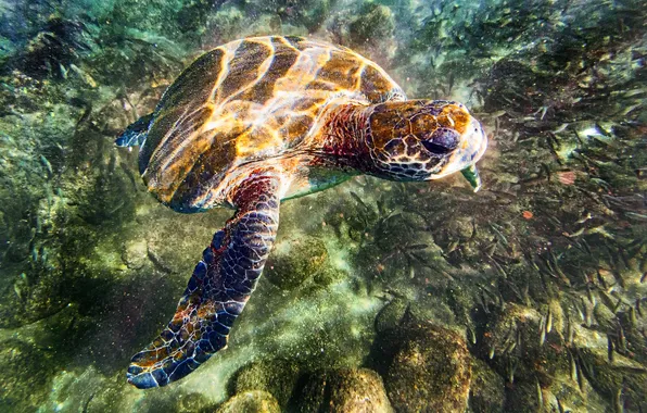 Picture sea, water, stones, turtle, the bottom, Blik