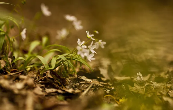 Macro, flowers, nature