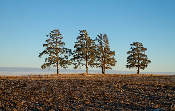 Field, trees, nature, morning