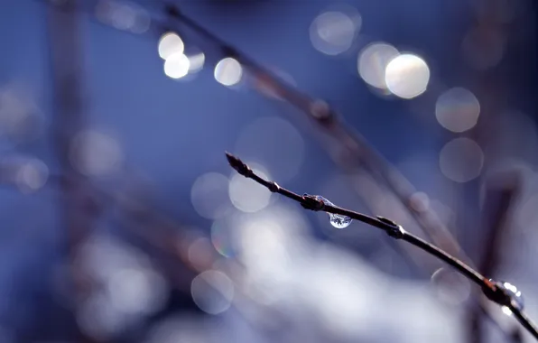 Drops, glare, background, kidney, twigs, in the spring