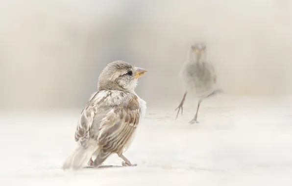 Birds, background, Sparrow