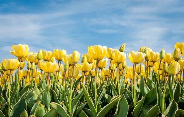 Picture the sky, leaves, the sun, clouds, yellow, tulips, buds
