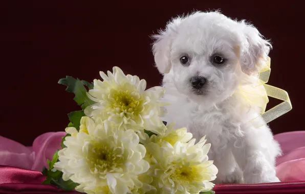 White, cute, puppy, chrysanthemum, Bichon Frise
