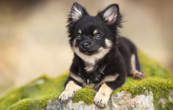 Picture background, stone, moss, dog, doggie, Chihuahua