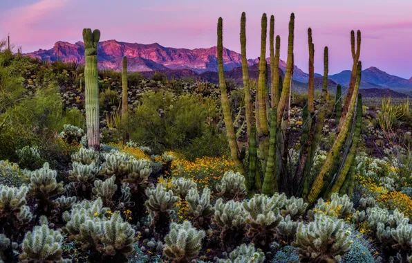 Field, mountains, cacti