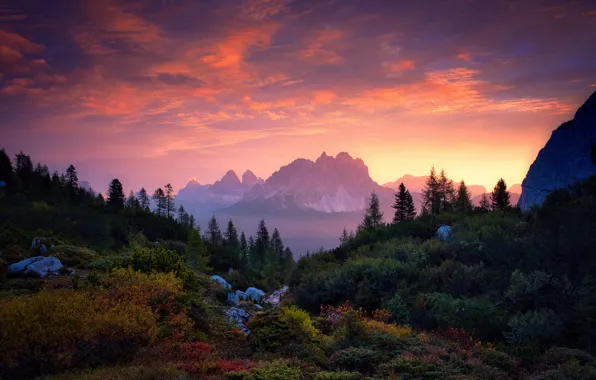 Picture forest, trees, sunset, mountains