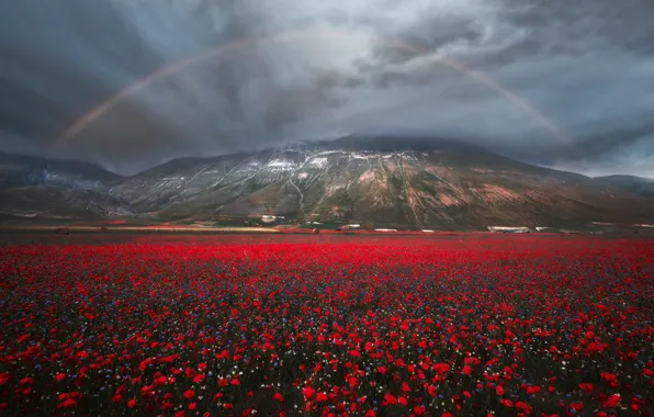 Summer, flowers, mountains, Maki, rainbow, cornflowers, poppy field