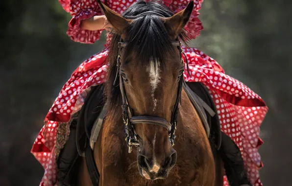 Look, girl, Horse, rider, bright dress