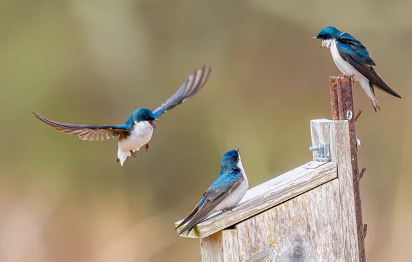 Flight, birds, background, spring, birdhouse, trio, wings, swallow