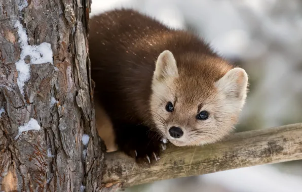 Trees, face, Marten, Seledochka