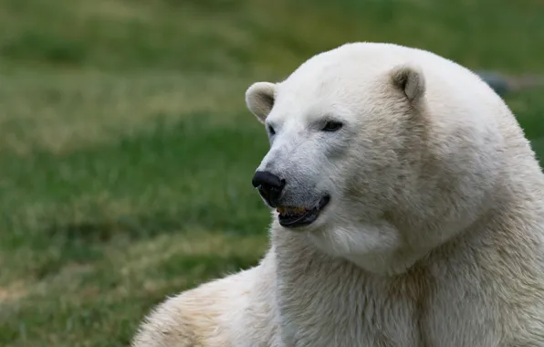 Picture look, face, pose, background, portrait, bear, polar bear, sitting