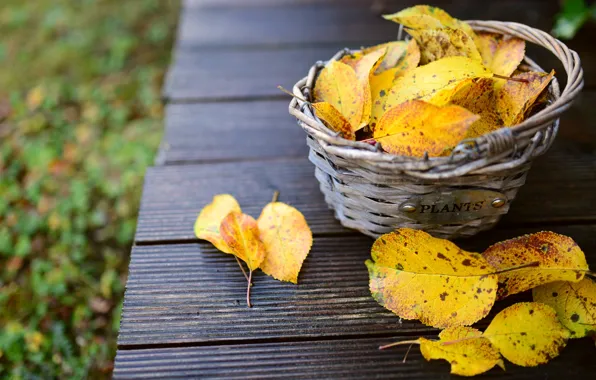 Autumn, grass, leaves, nature, mood, Board, yellow, leaves