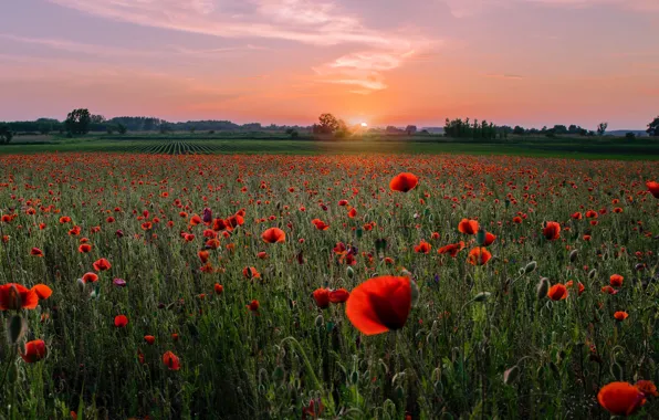 Field, summer, the sun, clouds, sunset, flowers, Maki, the evening