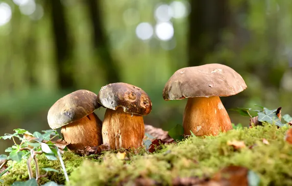Picture autumn, forest, leaves, nature, glade, mushrooms, moss, white