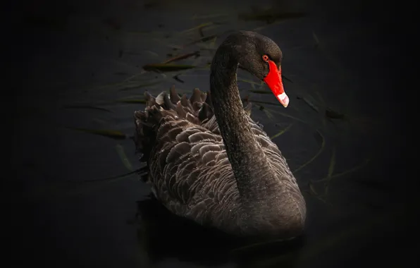 Algae, red, lake, pond, the dark background, bird, black, beak