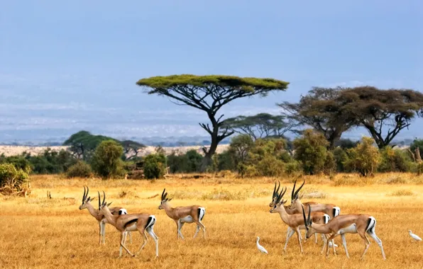 Picture landscape, Savannah, Africa, antelopes, african landscape, Savanna, antelope, safari