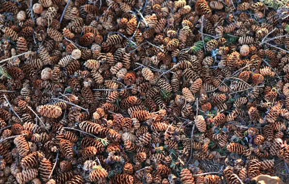 Picture nature, background, bumps, a lot