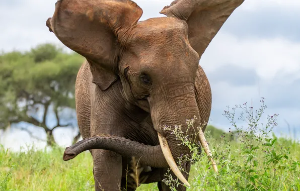 Look, face, nature, pose, tree, elephant, portrait, ears
