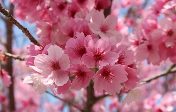 Macro, flowers, branches, cherry, spring, Sakura, pink, flowering