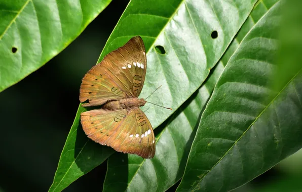 Leaves, microsemi, butterfly, wings, insect, beautiful, closeup