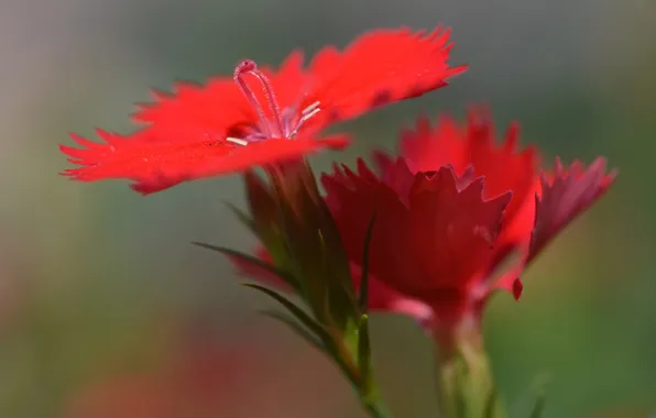 Macro, plant, petals, carnation