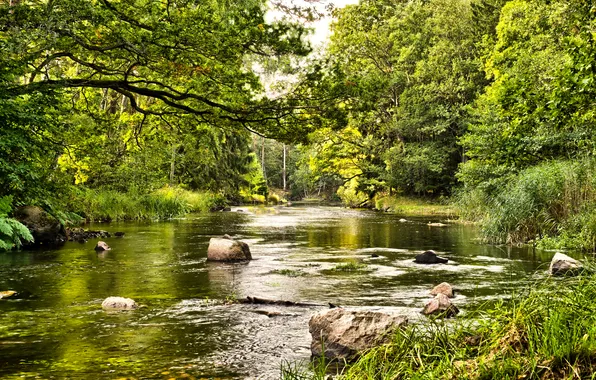Picture greens, forest, summer, grass, trees, stones, for, river