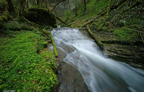 Picture forest, grass, river, stream