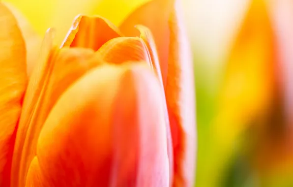 Nature, background, tulips