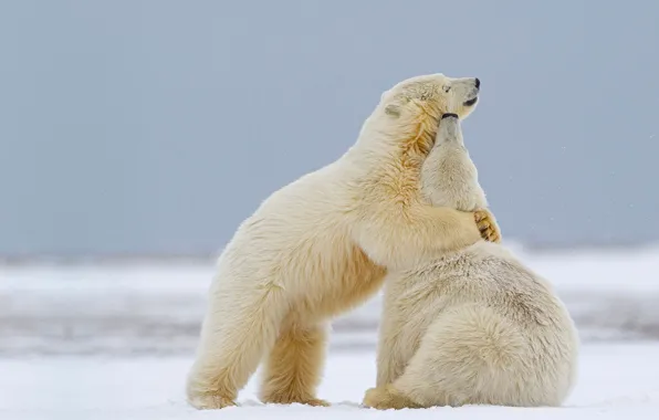 The game, Alaska, pair, USA, polar bear, Kaktovik