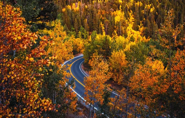 Road, autumn, forest, trees, Colorado, Colorado