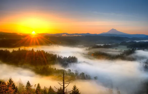 Forest, mountains, nature, fog