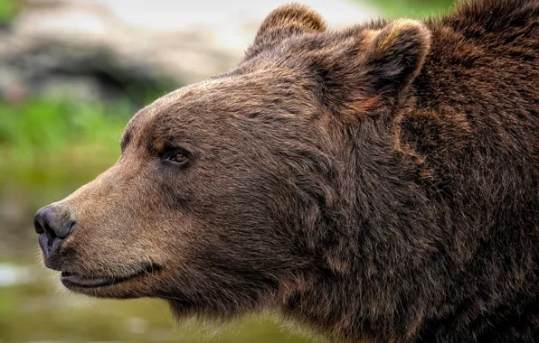 Animal, wildlife, grizzlybeer