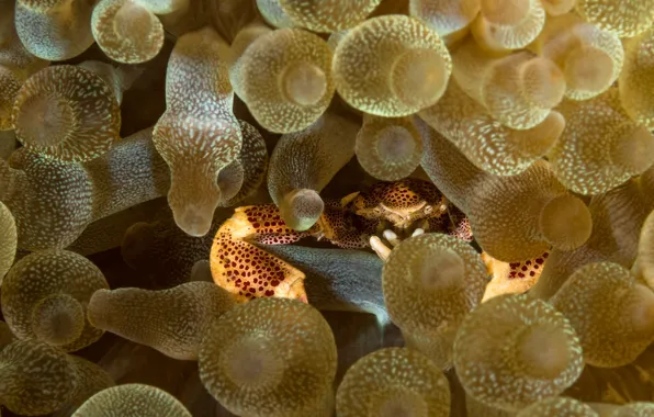 Sea, crab, corals