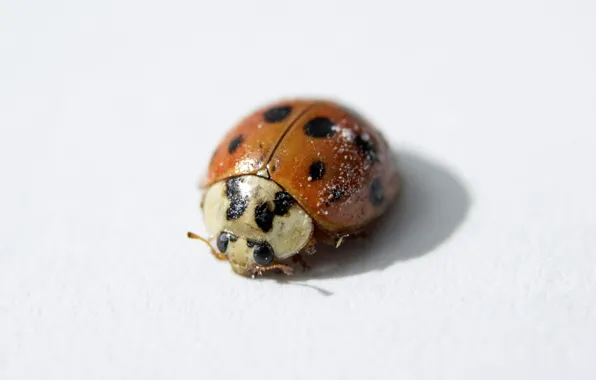 Ladybug, shadow, ladybird