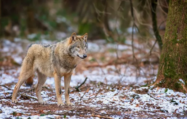 Picture autumn, forest, snow, wolf, predator, is, looks