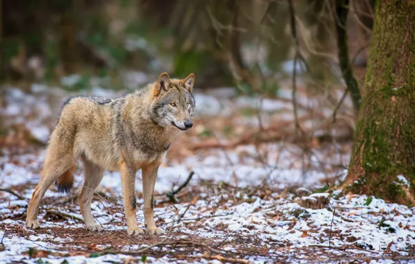 Autumn, forest, snow, wolf, predator, is, looks