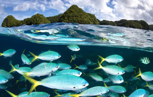 Sea, rocks, fish, cant