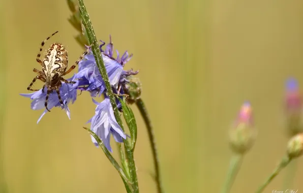 Macro, flowers, nature, spider