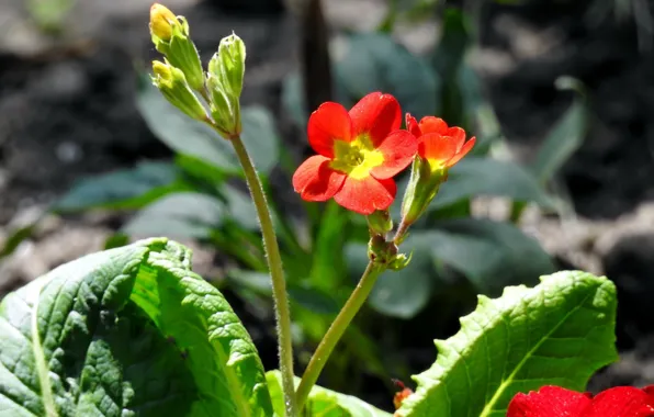 Red, nature, background, spring, flower, Primula