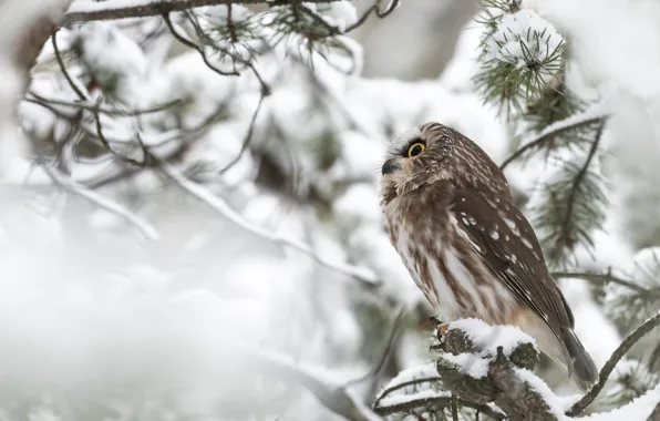 Winter, snow, branches, owl, bird, needles, owl