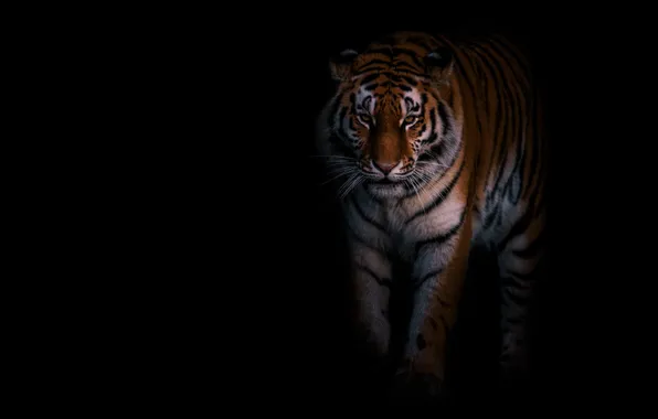 Picture look, tiger, pose, is, black background
