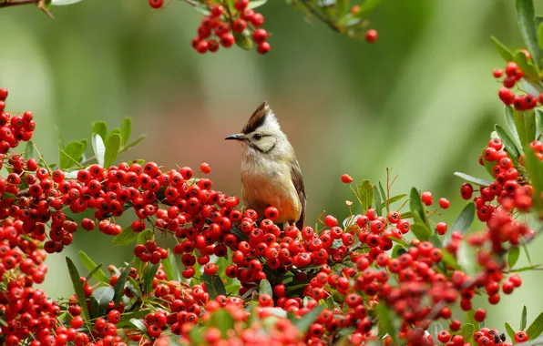 Branches, berries, bird