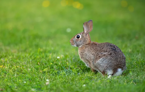 Picture grass, look, grey, glade, hare, Bunny