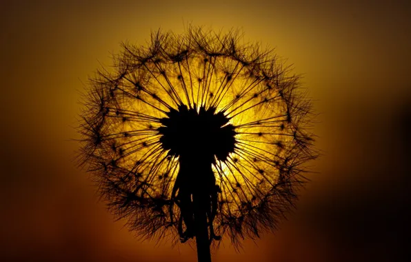 Macro, sunset, nature, dandelion, glow