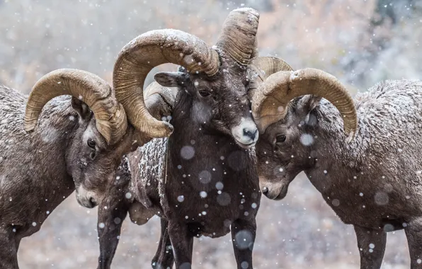 Winter, look, snow, portrait, three, horns, RAM, trio