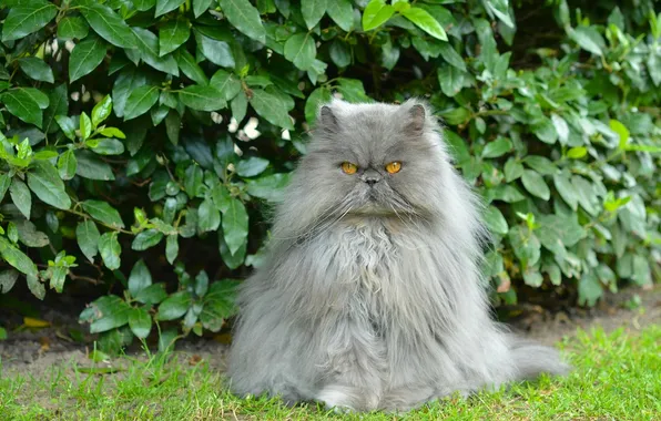 Picture cat, fluffy, pers, the bushes, Persian cat, important