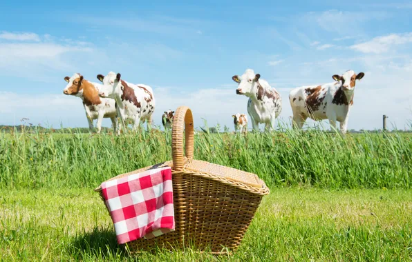 Picture greens, field, grass, basket, cows, picnic