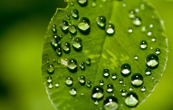 Picture greens, drops, macro, nature, photo, background, green, Wallpaper