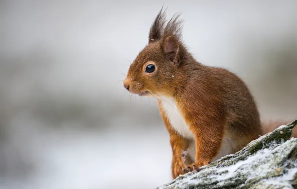 Background, protein, red, rodent, pet